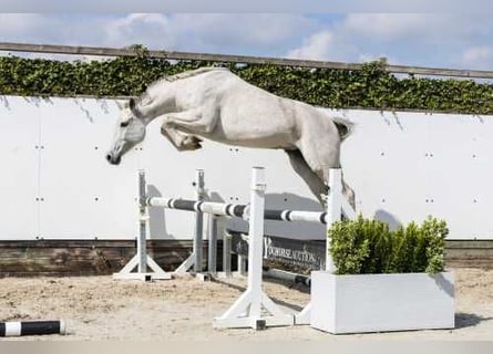 Holstein, Giumenta, 7 Anni, 161 cm, Grullo