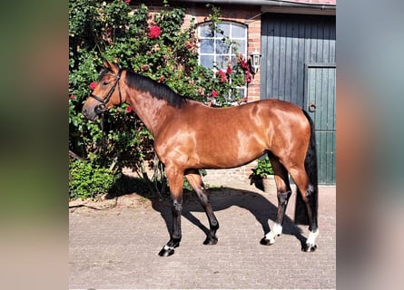 Holstein, Giumenta, 7 Anni, 167 cm, Baio