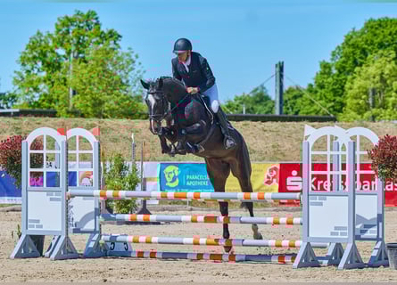 Holstein, Giumenta, 7 Anni, 167 cm, Baio nero