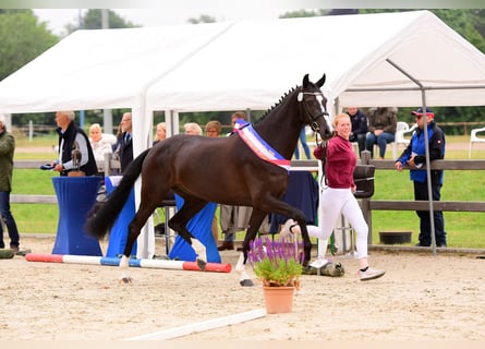 Holstein, Giumenta, 7 Anni, 168 cm, Baio nero