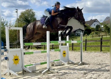 Holstein, Giumenta, 7 Anni, 168 cm, Baio nero