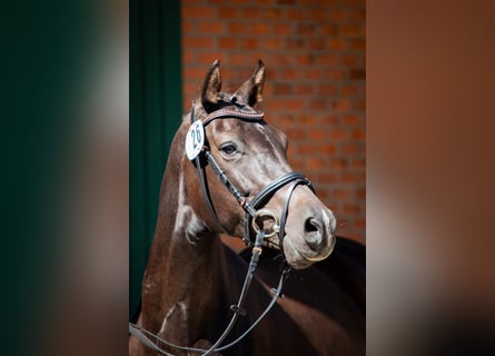 Holstein, Giumenta, 7 Anni, 169 cm, Baio nero