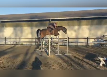 Holstein, Giumenta, 7 Anni, 170 cm, Baio