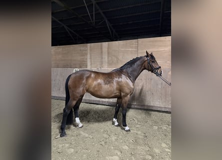 Holstein, Giumenta, 7 Anni, 172 cm, Baio