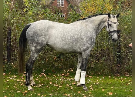 Holstein, Giumenta, 8 Anni, 165 cm, Grigio
