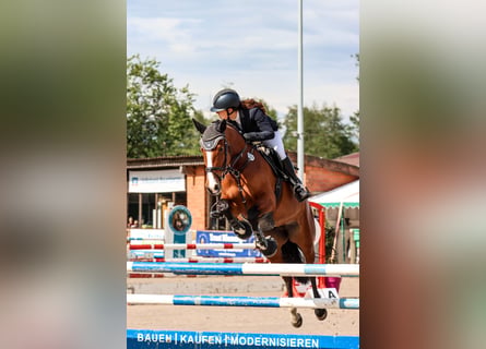Holstein, Giumenta, 8 Anni, 166 cm