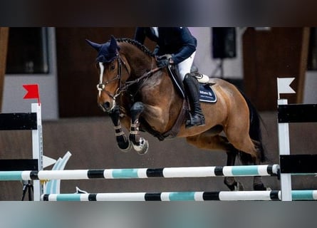 Holstein, Giumenta, 8 Anni, 172 cm, Baio scuro