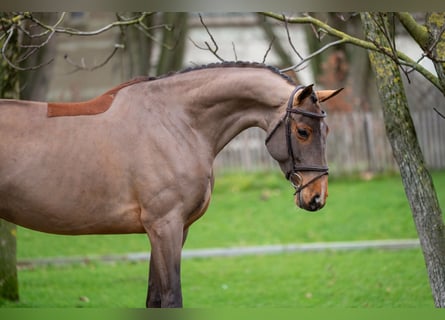 Holstein, Giumenta, 8 Anni, 174 cm, Baio