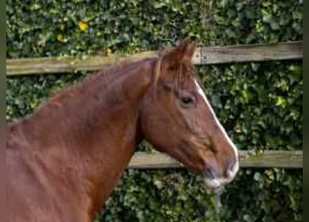 Holstein, Giumenta, 9 Anni, 160 cm, Sauro