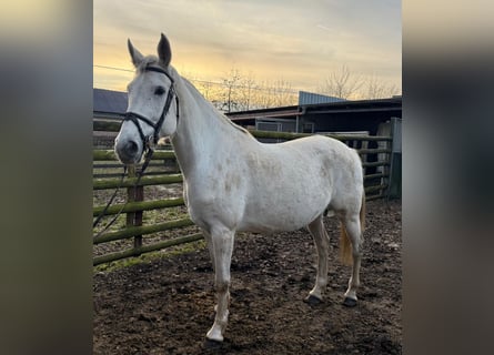 Holstein, Giumenta, 9 Anni, 167 cm, Grigio