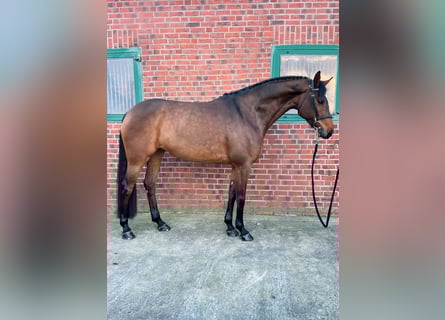 Holstein, Giumenta, 9 Anni, 169 cm, Baio ciliegia