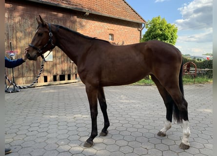 Holstein, Giumenta, 9 Anni, 173 cm, Baio
