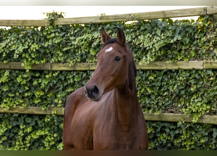 Holstein, Giumenta, 9 Anni, 175 cm, Baio scuro