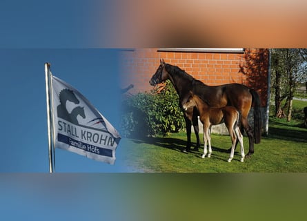 Holstein, Giumenta, , Champagne