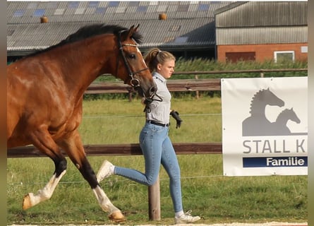 Holstein, Mare, 10 years, 16.1 hh, Brown
