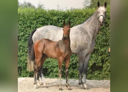 Holstein, Mare, 10 years, 16,3 hh, Gray