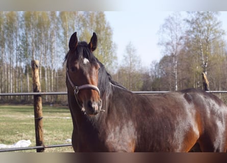 Holstein, Mare, 10 years, 16 hh