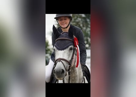 Holstein, Mare, 10 years, 16 hh, Gray
