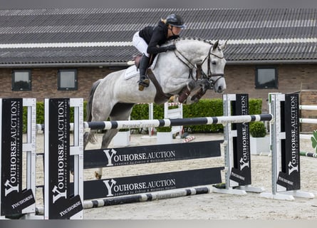 Holstein, Mare, 10 years, 16 hh, Grey