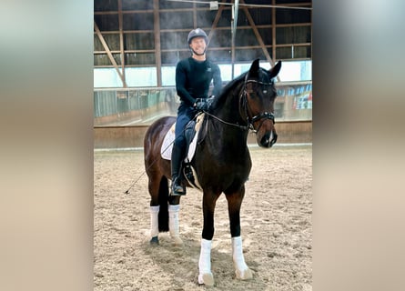 Holstein, Mare, 10 years, 16,2 hh, Bay-Dark