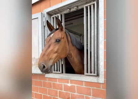 Holstein, Mare, 10 years, 16,2 hh, Brown