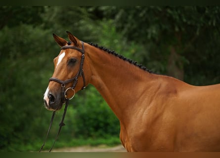 Holstein, Mare, 10 years, Brown