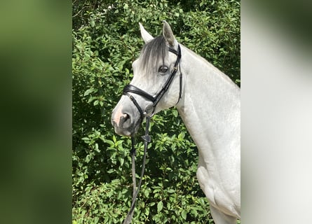 Holstein, Mare, 11 years, 16.1 hh, Grey