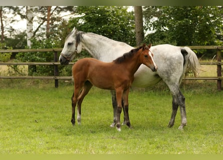 Holstein, Mare, 11 years, 16.2 hh, Gray