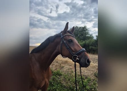 Holstein, Mare, 11 years, 16.2 hh