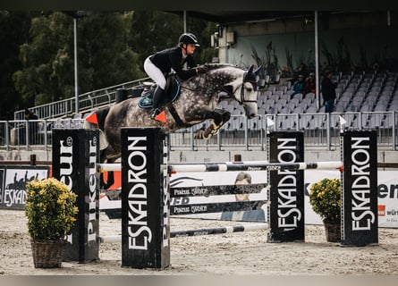 Holstein, Mare, 11 years, 16,1 hh, Grey