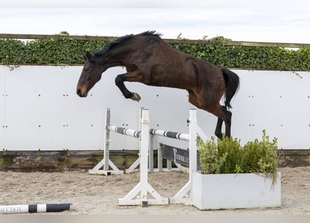 Holstein, Mare, 11 years, 16,2 hh, Bay-Dark