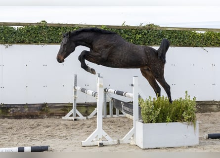 Holstein, Mare, 12 years, 15,2 hh, Bay-Dark