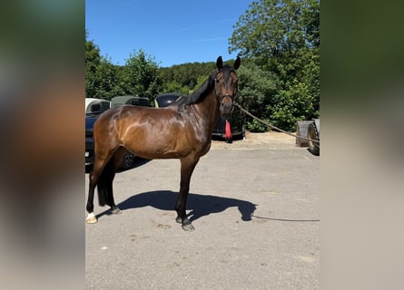 Holstein, Mare, 12 years, 16.1 hh, Brown