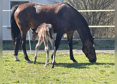 Holstein, Mare, 12 years, 16.2 hh, Brown