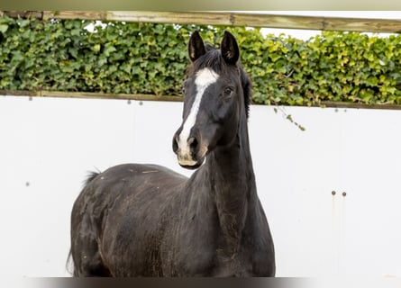 Holstein, Mare, 12 years, 16 hh, Bay-Dark