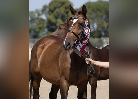 Holstein, Mare, 12 years, 16,2 hh, Brown