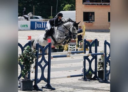 Holstein, Mare, 12 years, 17.1 hh, Grey