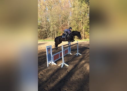 Holsteiner, Stute, 13 Jahre, 16,1 hh, Dunkelbrauner