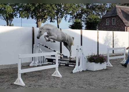 Holstein, Mare, 13 years, 16.1 hh, Grey