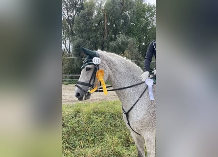 Holstein, Mare, 13 years, 16.1 hh, Grey