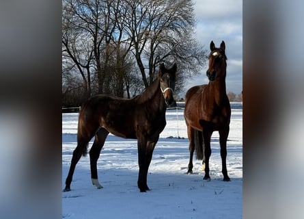 Holstein, Mare, 13 years, 16.2 hh