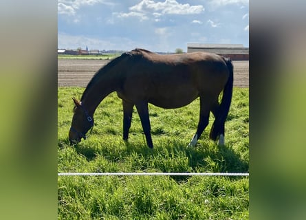 Holstein, Mare, 13 years, 16,2 hh, Brown