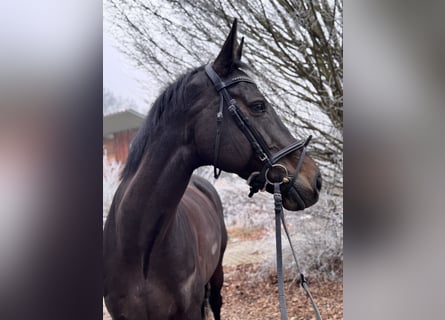 Holstein, Mare, 13 years, 16.3 hh