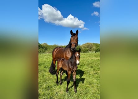 Holstein, Mare, 13 years, 16,2 hh, Brown