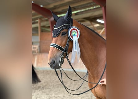 Holstein, Mare, 13 years, 16,3 hh, Brown