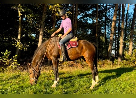Holstein, Mare, 14 years, 15.3 hh, Brown
