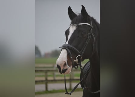 Holstein, Mare, 14 years, 16,2 hh, Black