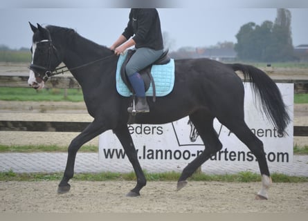 Holstein, Mare, 14 years, 16,2 hh, Black