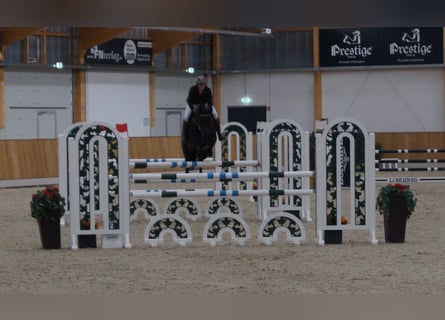 Holstein, Mare, 14 years, 16.3 hh, Smoky-Black