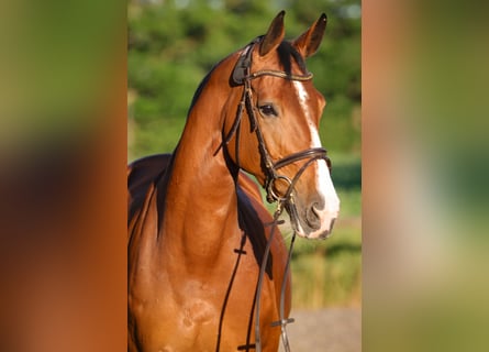 Holstein, Mare, 14 years, 16,1 hh, Brown